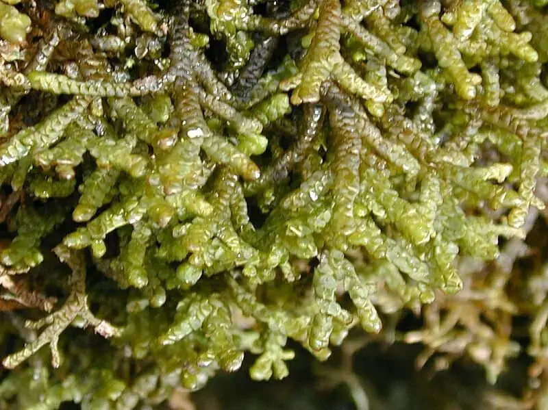 Porella+platyphylla+2.jpg