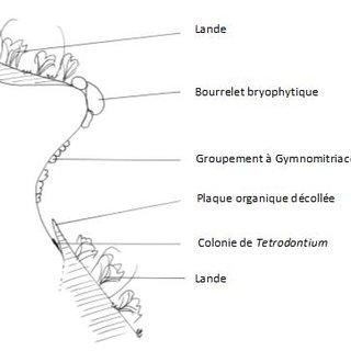 Position-stationnelle-des-colonies-de-Tetrodontium-repandum-Funck-Schwaegr-sur-le-puy_Q320.jpg