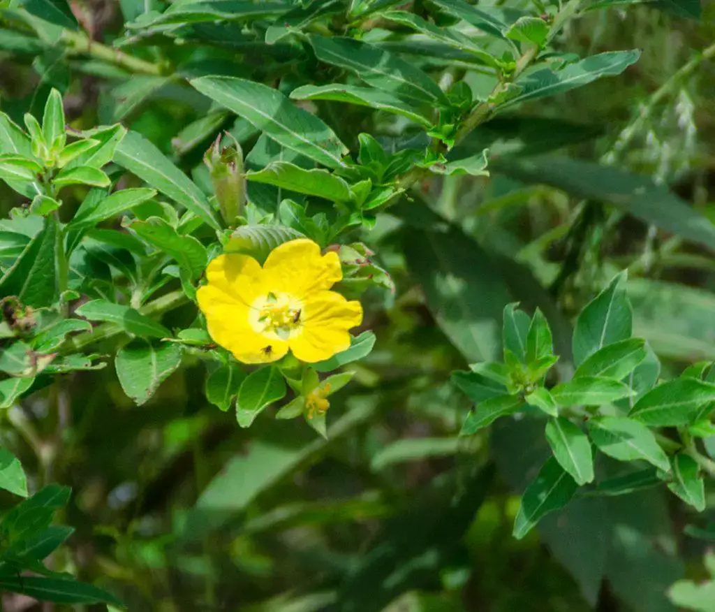 Primrose-Willow-Ludwigia-peruviana-1024x876.jpg