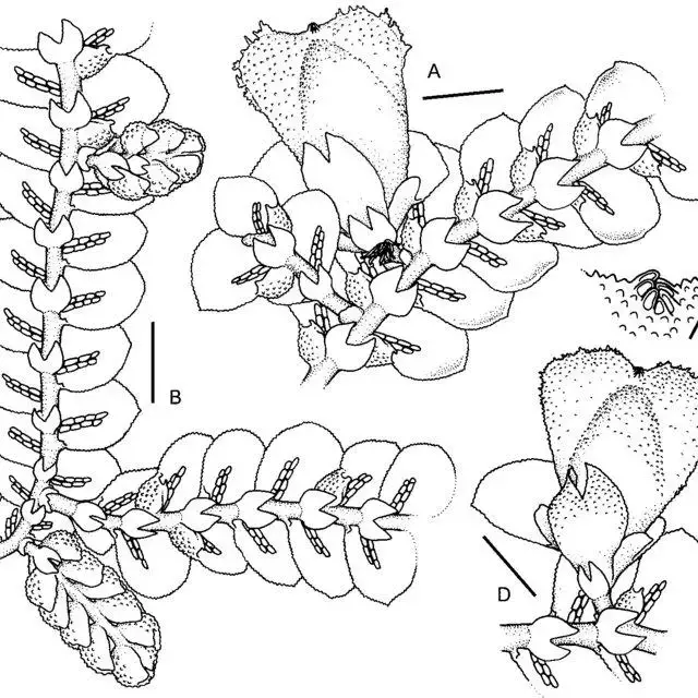 Prionolejeunea-clementinae-A-Female-plant-B-Male-plant-C-Perianth-beak-D-Female_Q640.jpg