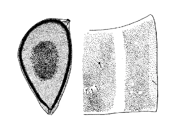 Procladius-H-crassinervis-thoracic-horn-armament-of-tergite-and-paratergite-IV.png