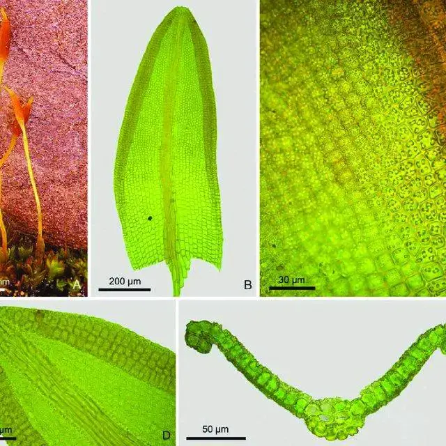 Pseudocrossidium-exiguum-MJCano-JAJime-nez-A-habit-B-leaf-C-middle-laminal_Q640.jpg