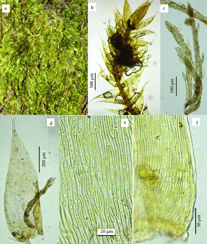 Pseudotaxiphyllum-elegans-a-Habit-b-shoot-with-propagules-c-propagules-dleaves.png