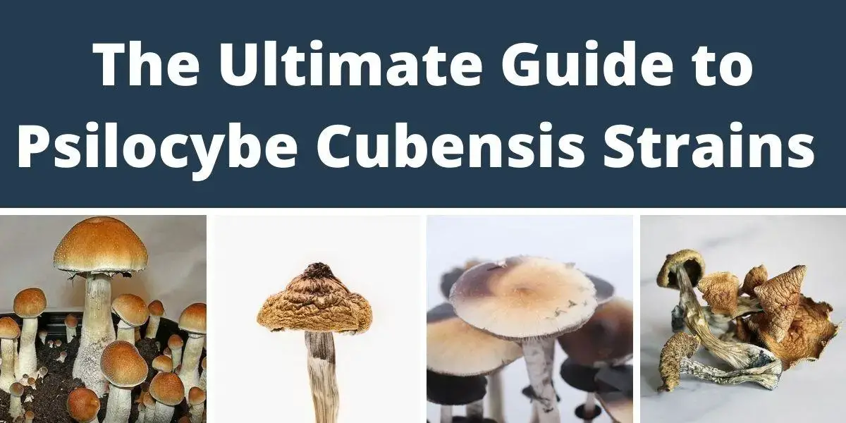 Psilocybe-Cubensis-strains.jpg