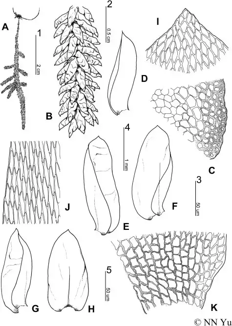 Pterobryopsis-australinum-Mitt-N-NYu-YJia-A-Habit-B-Portion-of-branch-C.png