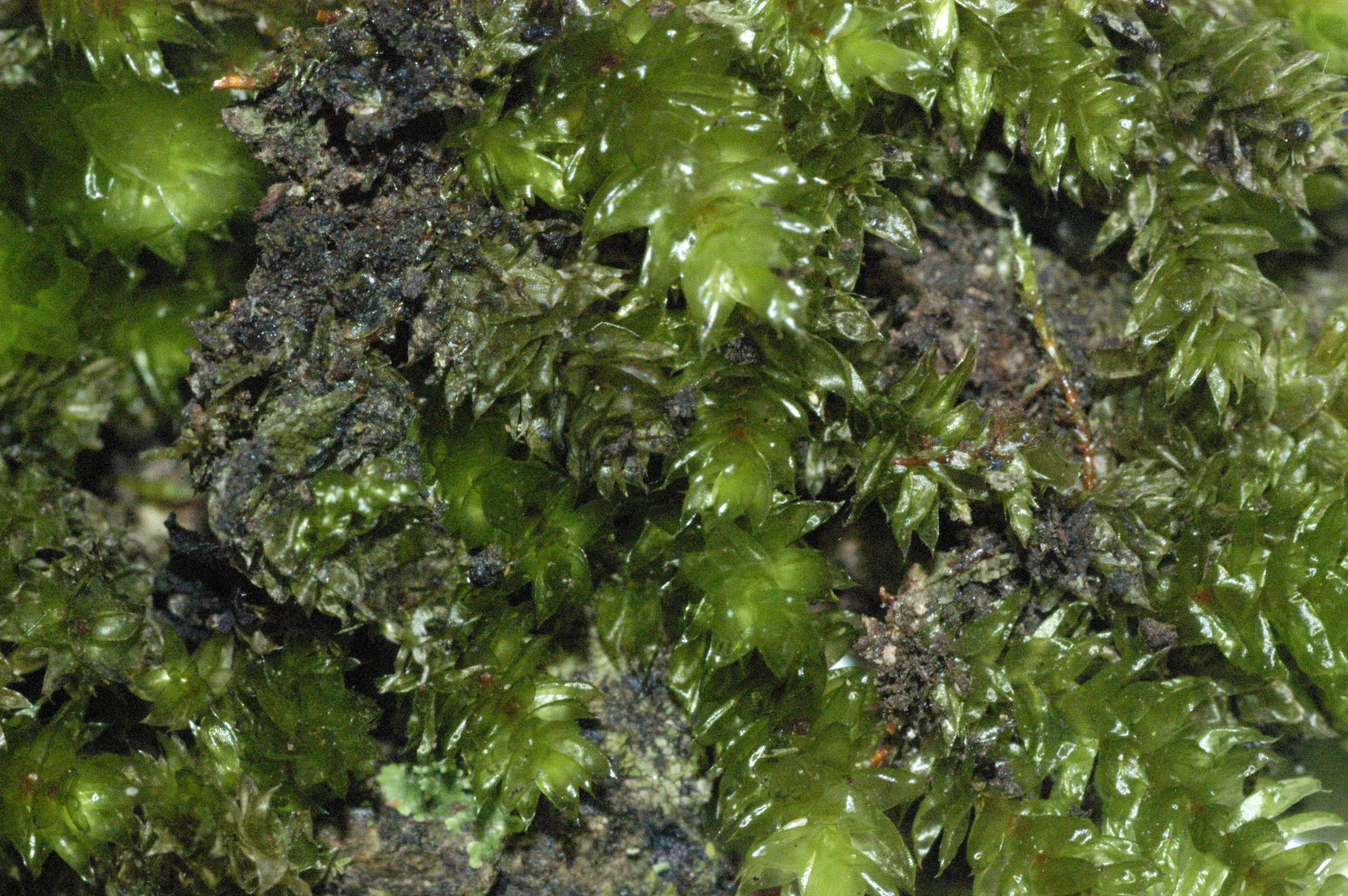 Pterobryopsis_acuminata.jpg