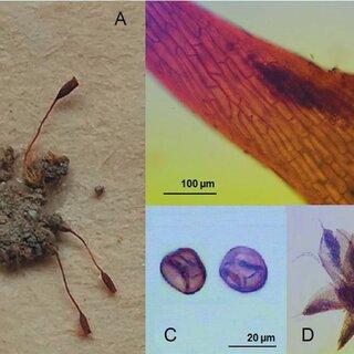 Pterygoneurum-lamellatum-A-habitus-B-operculum-C-sporae-D-single-plant_Q320.jpg