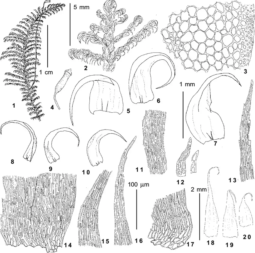 Ptilium-crista-castrensis-Hedw-De-Not-from-Kayakkatuyarykskij-Creek-1760-m-Ignatov.png