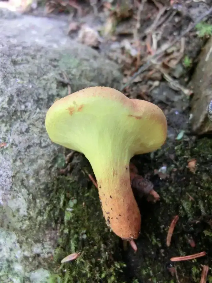 Pulveroboletus-ravenelli.jpg