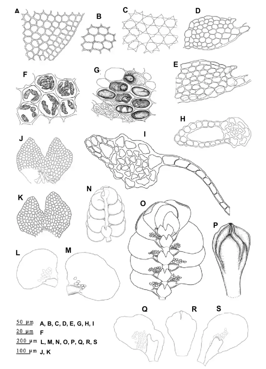 Pycnolejeunea-grandiocellata-Steph-A-Marginal-cells-of-leaf-lobe-B-Median-cells-of.png