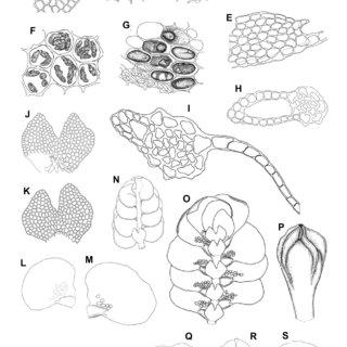 Pycnolejeunea-grandiocellata-Steph-A-Marginal-cells-of-leaf-lobe-B-Median-cells-of_Q320.jpg