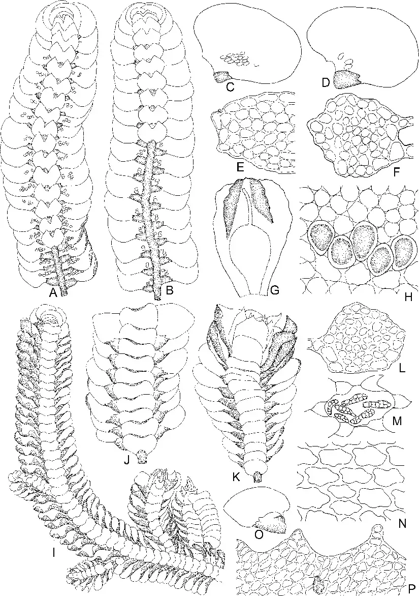 Pycnolejeunea-grandiocellata-Steph-A-Part-of-plant-ventral-view-C-Leaf-E-Upper.png