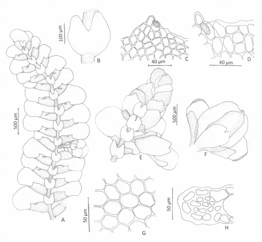 Pycnolejeunea-remotistipula-sp-nov-A-Gametophyte-ventral-view-B-Underleaf-C-D.png