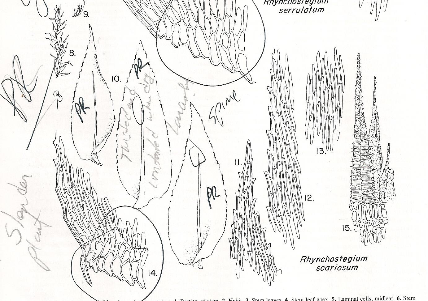 RHYNCOSTEGIUM%2BSCARIOSUM.jpg