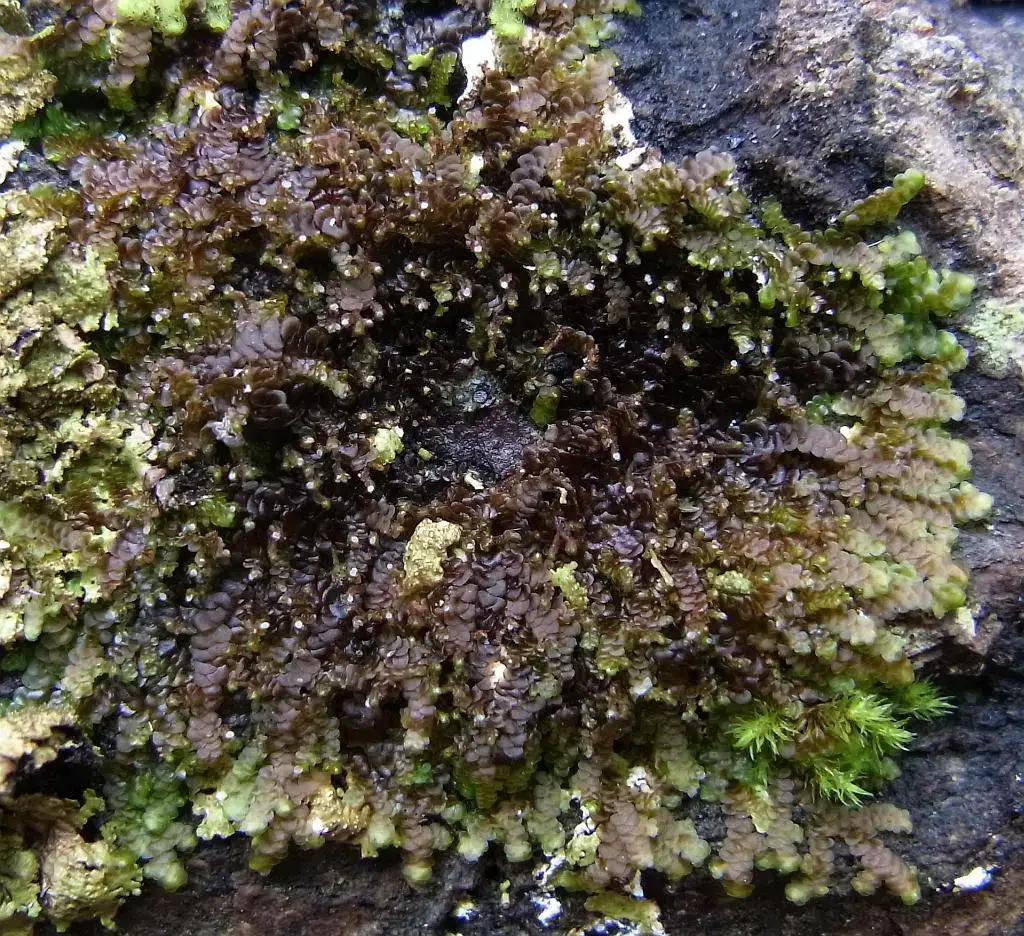 RIMG0733_Frullania_boland.jpg