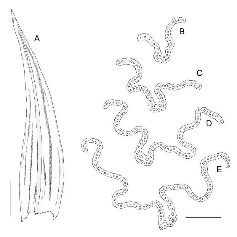 Racomitrium-ptychophyllum-A-Hoja-B-E-Secciones-transversales-de-hojas-desde-el-apice.png