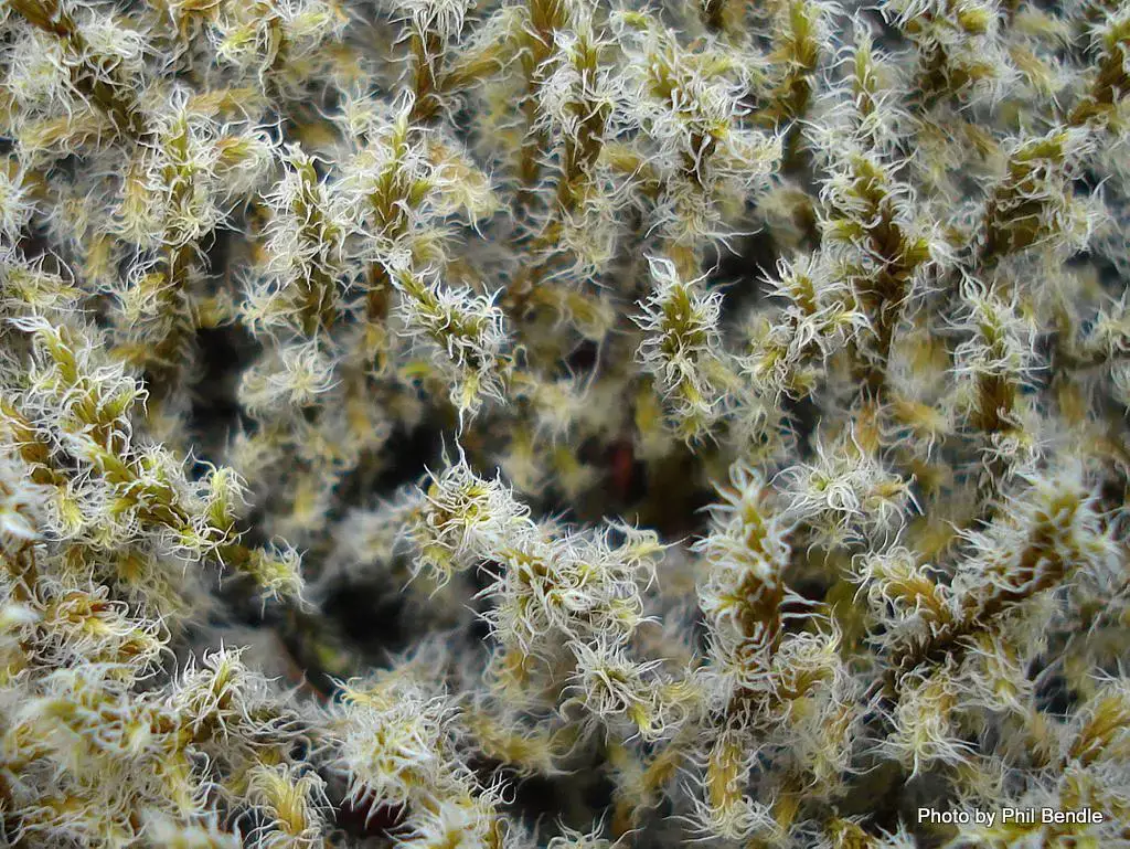 Racomitrium_lanuginosum_Woolly_moss-002.JPG