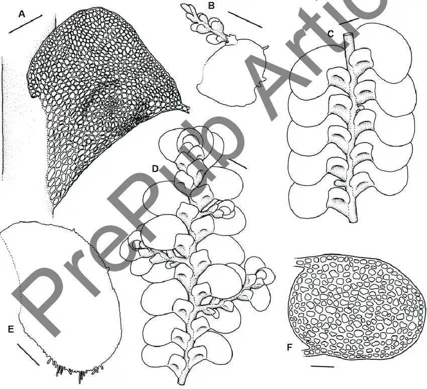 Radula-javanica-A-Lobule-B-Caducous-leaf-lobe-with-regenerants-and-rhizoids-C-D.png