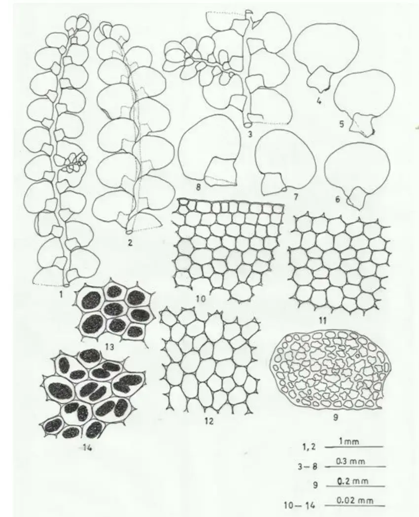 Radula-javanica-Gottsche-Figures-1-14-Figures-1-3-Plants-showing-habit-1-plant-in.png