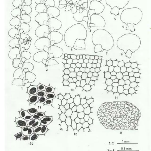 Radula-javanica-Gottsche-Figures-1-14-Figures-1-3-Plants-showing-habit-1-plant-in_Q640.jpg