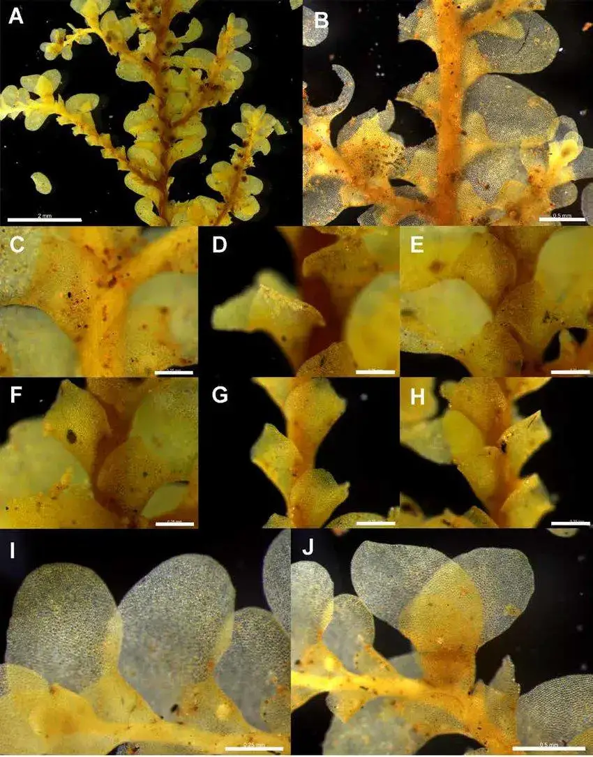 Radula-javanica-epiphytic-morph-Plate-A-A-Ventral-view-of-primary-shoot-2-mm-B.png