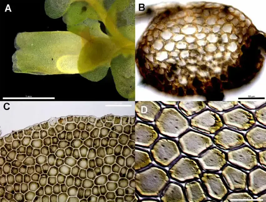 Radula-javanica-rheophytic-morph-Plate-B-A-Ventral-view-of-perianth-1-mm-B.png