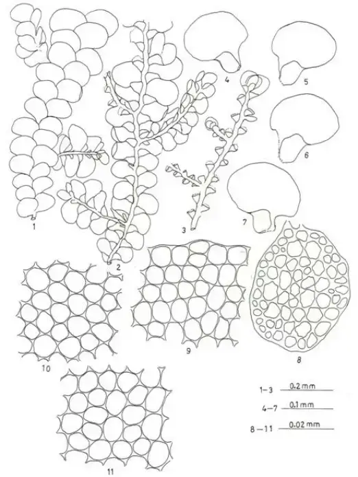 Radula-madagascariensis-Gottsche-Figures-1-11-Figures-1-3-Plant-showing-habit-1.png