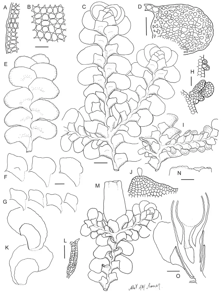 Radula-mittenii-line-drawings-A-Lobe-marginal-cells-B-Lobe-medial-cells-C-Ventral-view.png