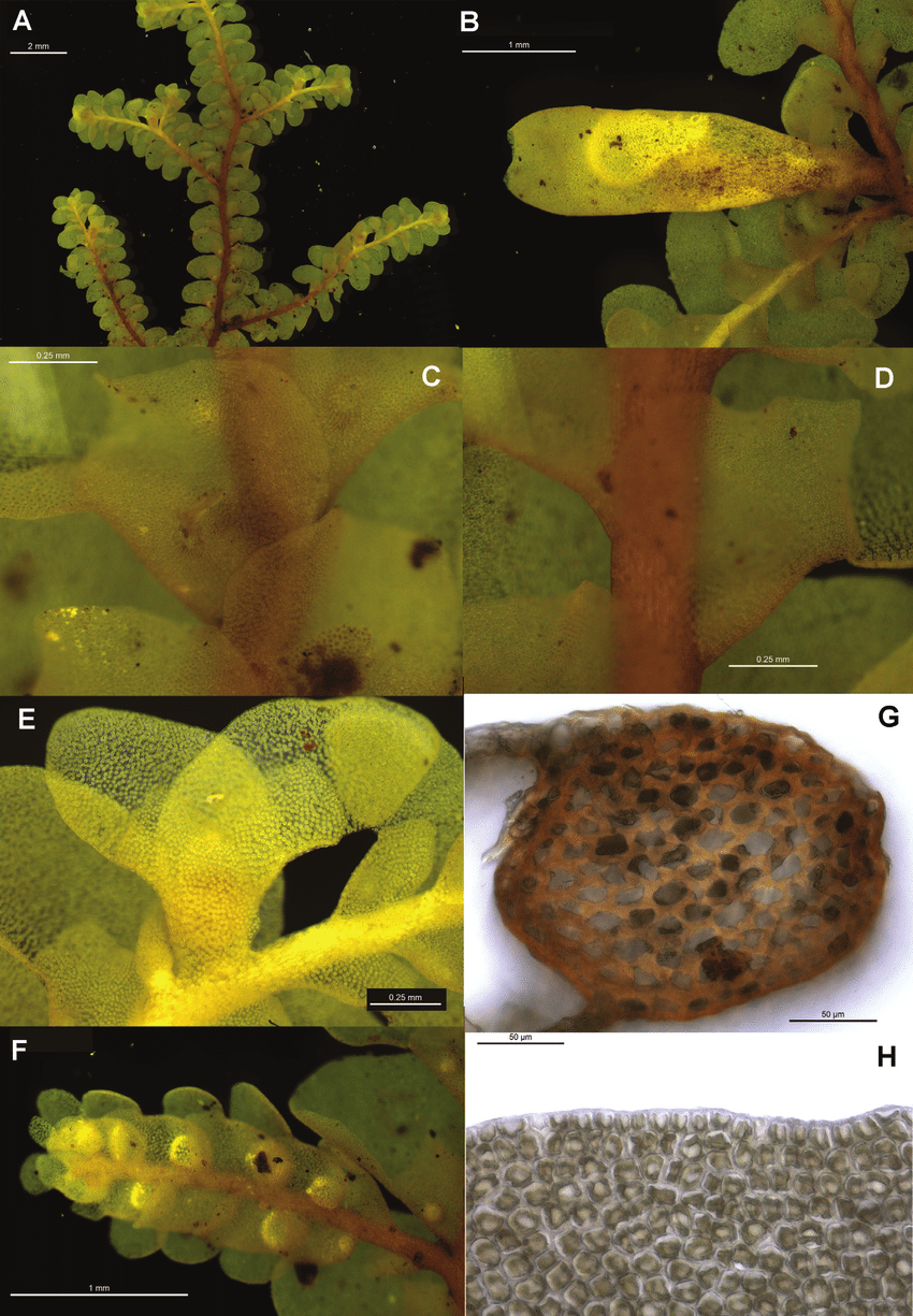 Radula-mittenii-pictures-1-A-Ventral-view-of-female-shoot-B-Immature-perianth-C-D.png