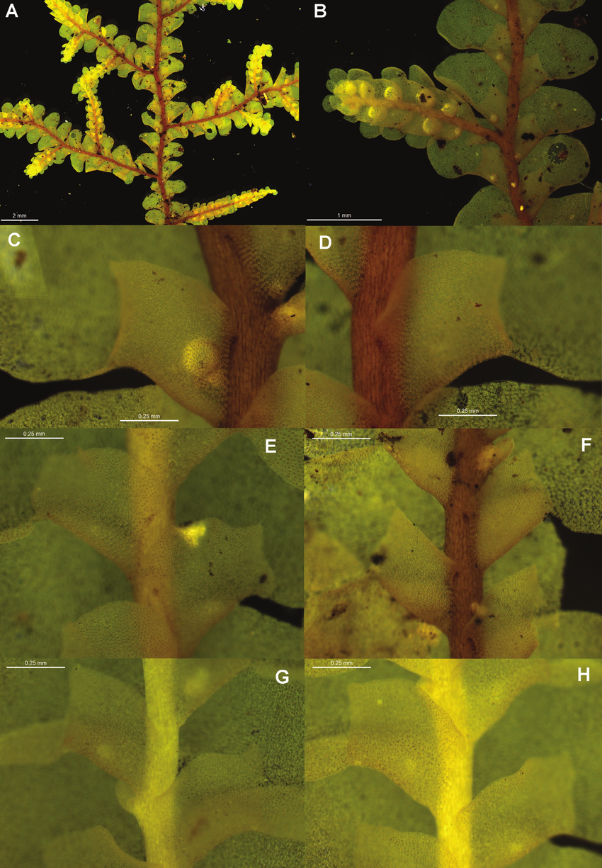 Radula-mittenii-pictures-2-A-Ventral-view-of-male-shoot-B-Androecium-on-tertiary-shoot.png