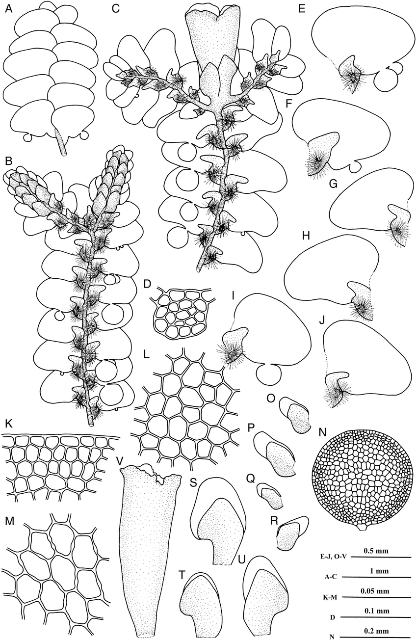 Radula-nymanii-Steph-A-A-portion-of-plant-in-dorsal-view-B-A-portion-of-male-plant.png