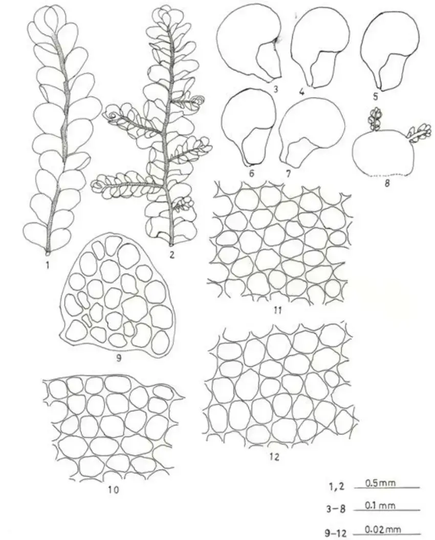 Radula-obscura-Mitt-Figures-1-12-Figures-1-2-Plants-showing-habit-1-plant-in-dorsal.png