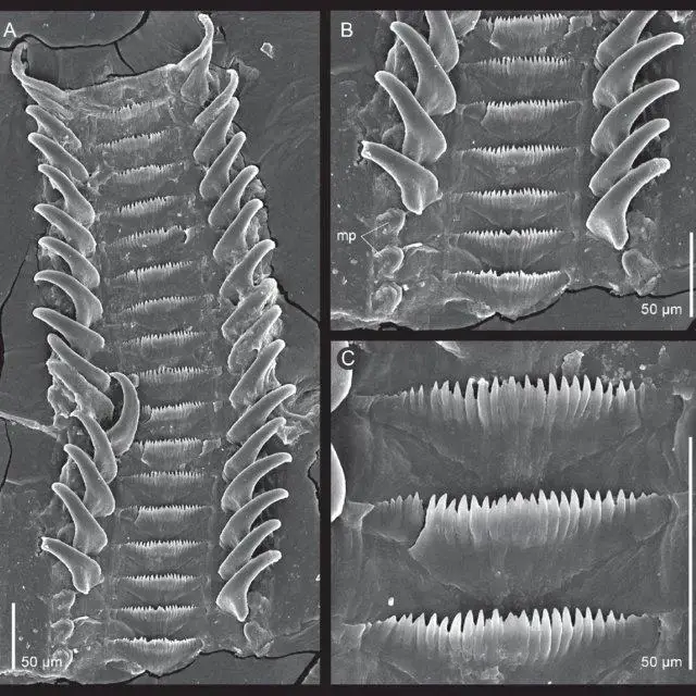 Radula-of-Olivella-klappenbachi-MNRJ-13093-A-General-view-of-entire-radula-B-Detail_Q640.jpg