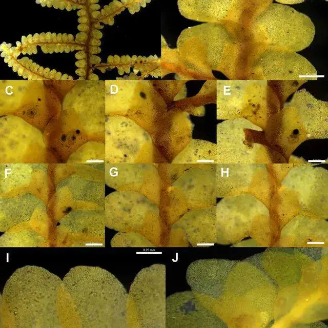 Radula-oreopsis-Plate-A-A-Ventral-view-of-primary-shoot-2-mm-B-Dorsal-view-of_Q640.jpg