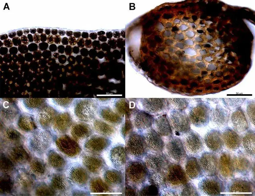 Radula-oreopsis-Plate-B-A-Leaf-lobe-margin-50-m-B-Transverse-section-of-primary.png