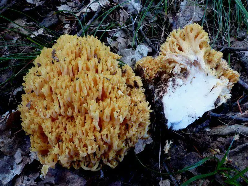 Ramaria-flavescens-(Schaeff.)-R.H.-Petersen-1974-85939.jpg