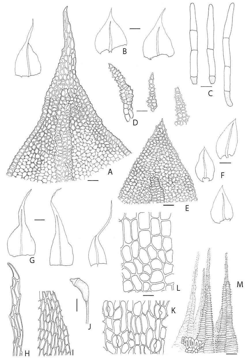 Rauiella-praelonga-A-apice-de-la-hoja-del-tallo-B-hoja-del-tallo-C-pelos-axilares.png