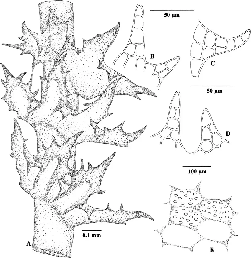 Reconstruction-of-Tetralophozia-groehnii-based-on-the-holotype-A-Portion-of-shoot-with.png