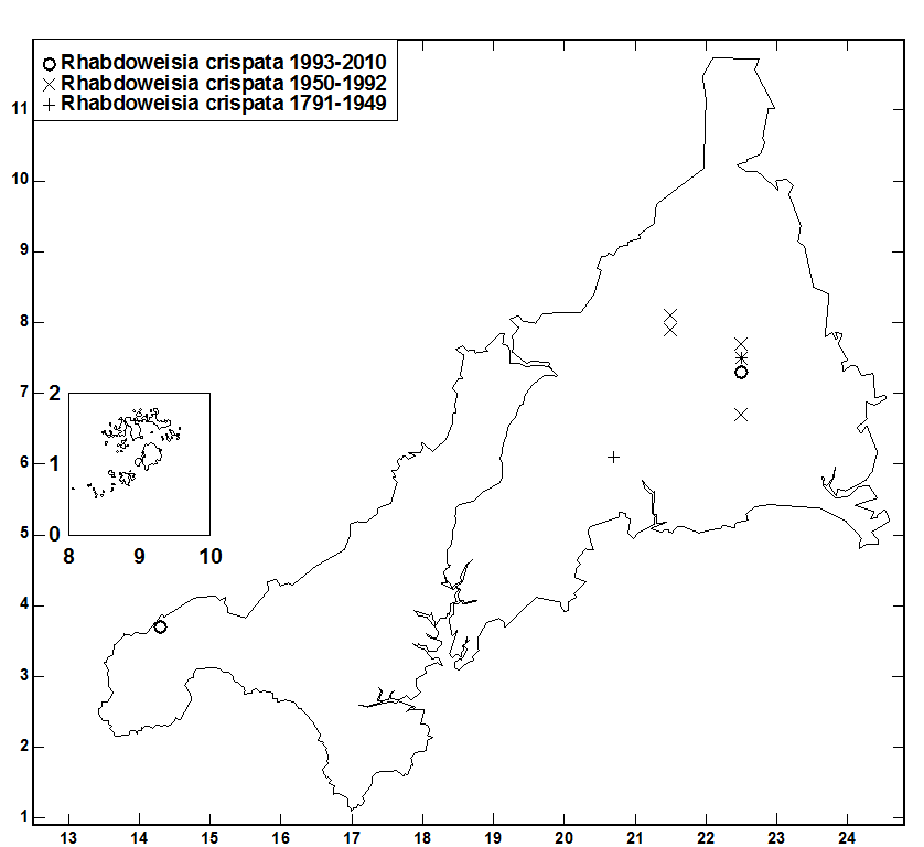 Rhabdoweisia_crispata.gif