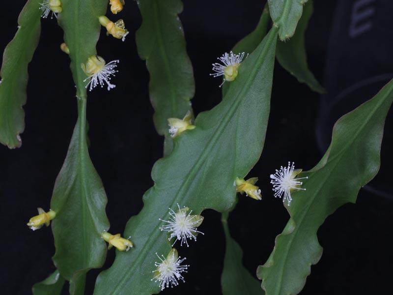 Rhipsalis-crispata.jpg