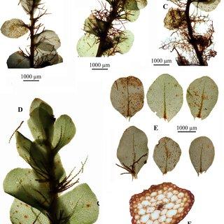 Rhizomnium-mieheanum-Frank-Muell-TJKop-A-Upper-part-of-stem-B-Median-part-of_Q320.jpg