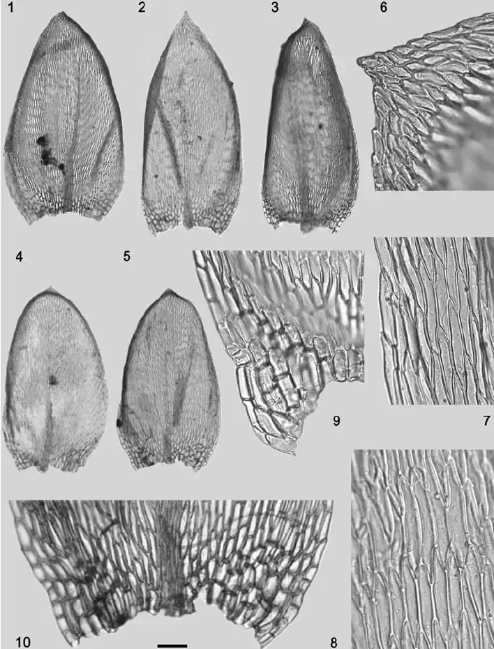 Rhynchostegium-murale-var-julaceum-MUB-40389-1-3-Stem-leaves-4-5-Branch-leaves.png