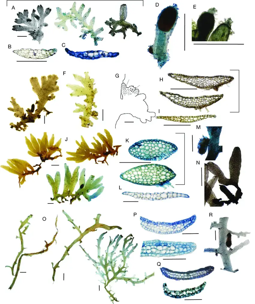 Riccardia-angusticosta-Steph-Grolle-A-thalli-B-main-axis-in-cross-section-C.png