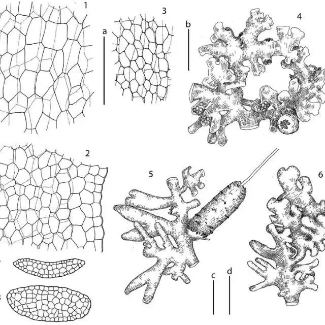 Riccardia-decrescens-Steph-S-Hatt1-2-1-thallus-midline-frontal-view-2-thallus_Q640.jpg