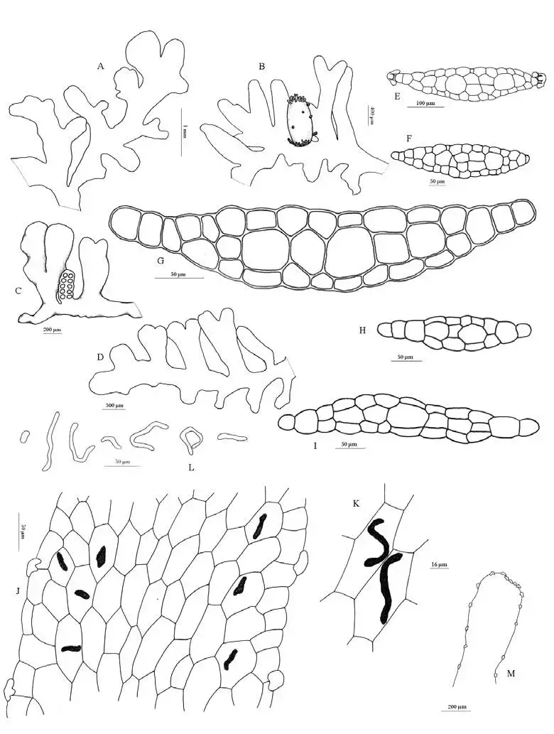 Riccardia-inconspicua-Steph-Reeb-Bardat-A-D-Thalli-B-Female-thallus-C-Male.png