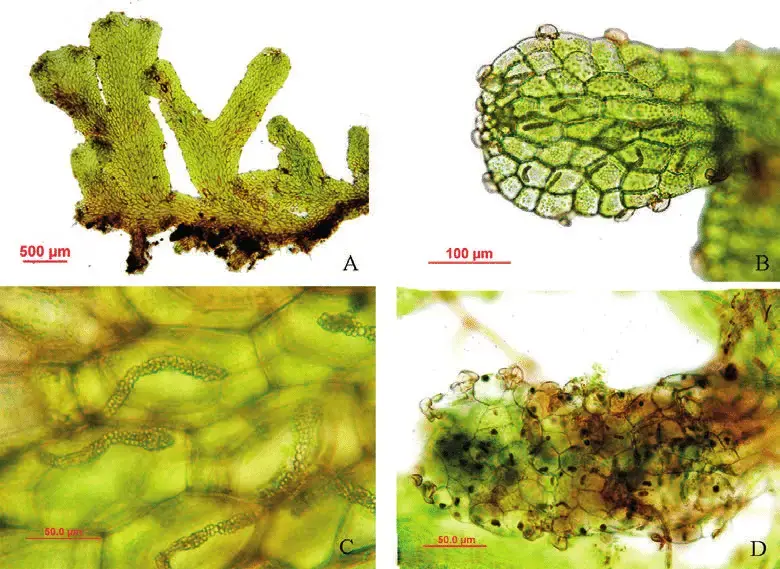 Riccardia-inconspicua-Steph-Reeb-Bardat-A-Thalli-B-Distribution-of-mucilage-hairs.png