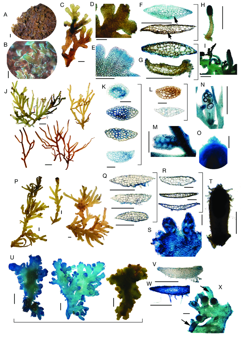 Riccardia-martinii-sp-nov-A-thallus-mats-B-dry-thallus-showing-white-margins-C.png