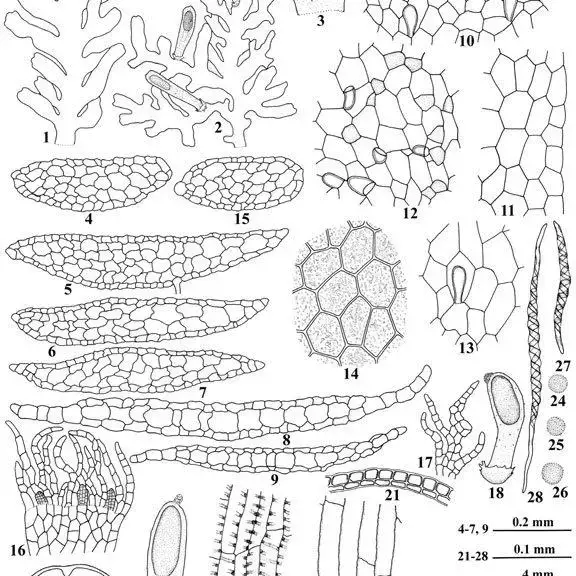 Riccardia-tamariscina-Steph-Schiffn-1-2-Habit-3-A-portion-of-thallus-in-ventral_Q640.jpg