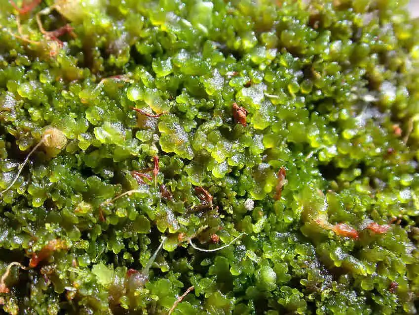 Riccardia_palmata_004.JPG