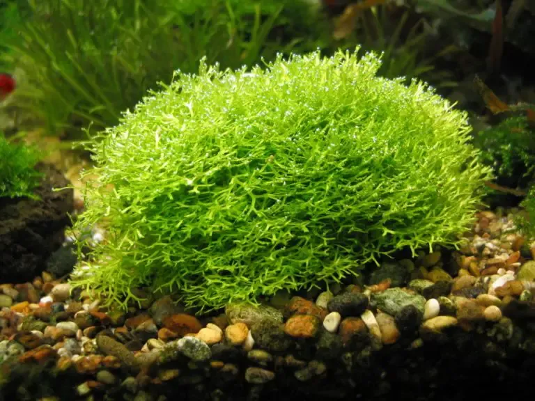 Riccia-Aquarium-Plant-768x576.jpg